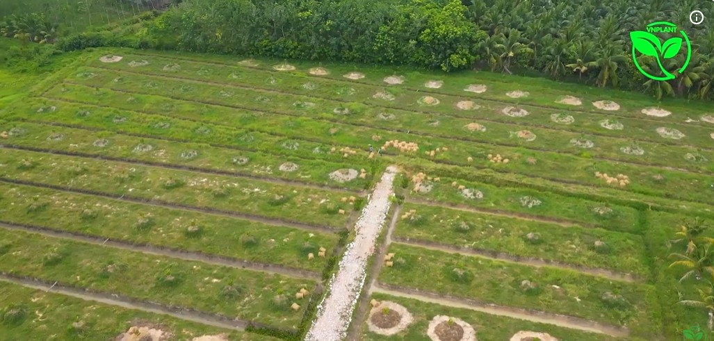 Vuon sau rieng tai Tay Ninh 